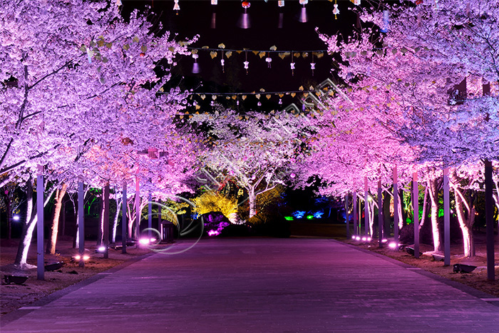 樹木夜景照明